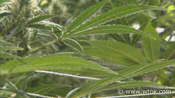Lauderdale County opts out of medical marijuana - WTOK