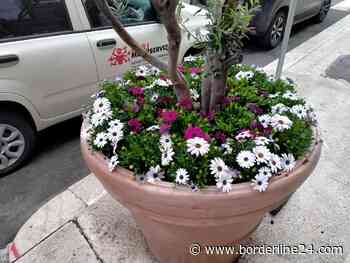 Bari, fioriere danneggiate dopo la festa promozione in serie B: gli ultras le risistemano - Borderline24.com