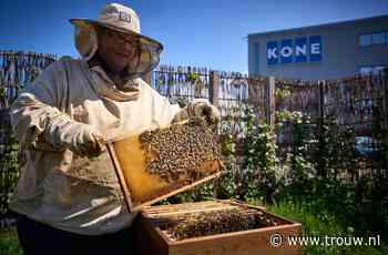Bijen uit de gevarenzone halen? Maak van kale industrieterreinen een bijenoase - Trouw