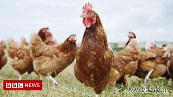 Free-range eggs return as hens are allowed back outside