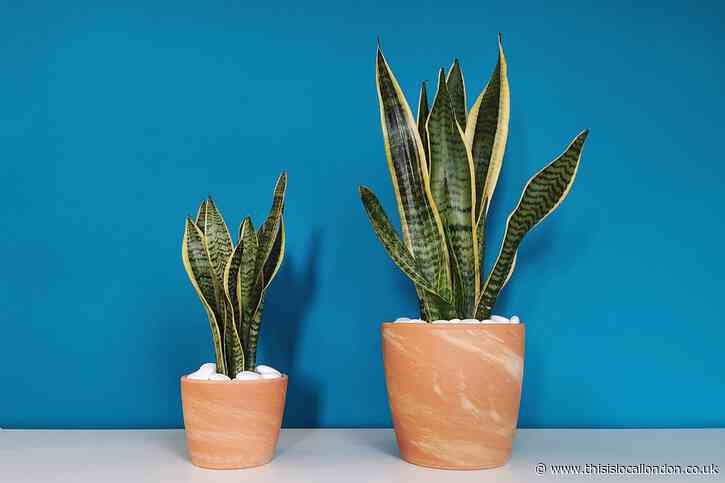 Houseplants - the new 'trend' - Tilly Campbell Wheeler-LUS