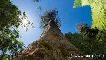 Carbon neutral? Great, but how about carbon negative?