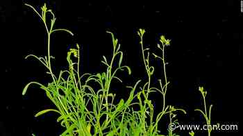 Meet an 'extreme' plant that thrives and grows faster under stress