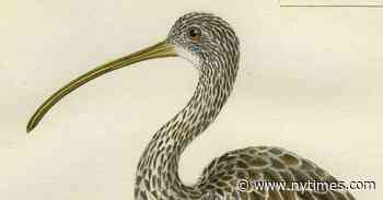 Book Review: ‘Companion Piece,’ by Ali Smith