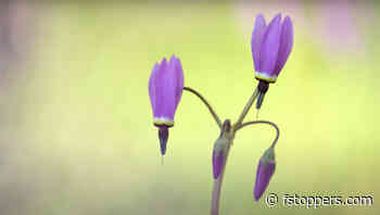 Getting Low for Better Flower Photos