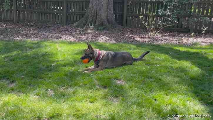 WJZ’s Furever Friend: Hachi