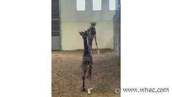 MUST-SEE VIDEO: New baby giraffe at Seneca Park Zoo doing well and walking