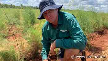 'They're all missing the mark': Why election commitments are falling flat in this regional town