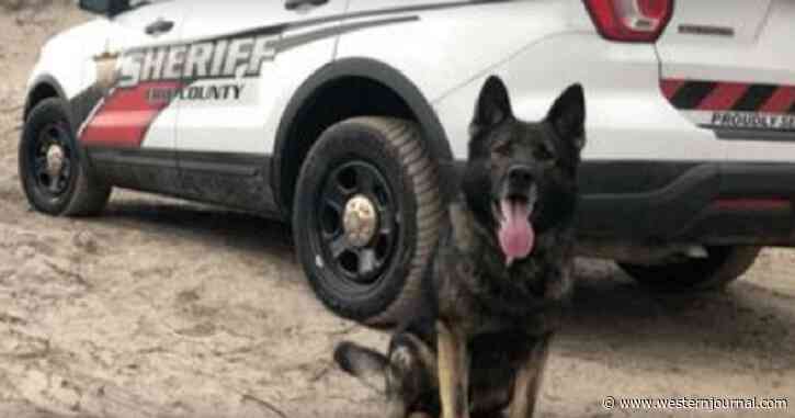 Missing Retired K9 'Haso' Found Dead a Half-Mile from Home, Criminal Investigation Underway