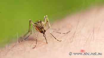 WA council quadruples mosquito management money as insect invasion bites