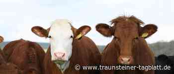 Großviehmarkt: Zuchtkühe weiterhin sehr gefragt - Traunsteiner Tagblatt