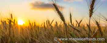 We are a sustainable company - Maple Leaf Foods
