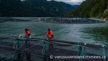 BC fish farms: Critics say Ottawa may still plan for closures | CTV News - CTV News VI