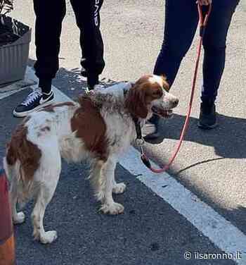 Solaro, ritrovato cane in via Drizza: si cerca la sua famiglia - ilSaronno