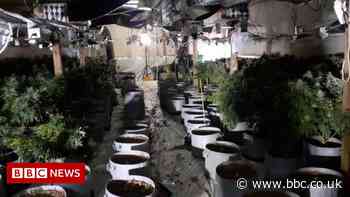 Police called to Witham burglary find 900 cannabis plants