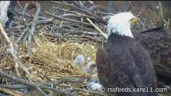 EagleCam chick dies after being pushed from nest by older sibling