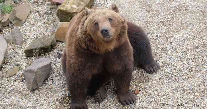 Braunbär im Landkreis Garmisch-Partenkirchen gesichtet