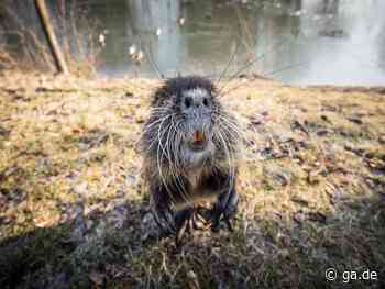 Überpopulation der Nutrias: Was kann die Stadt Bonn tun? - General-Anzeiger Bonn