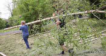 Mainacht in Bonn: Ruhige Nacht mit Maibaum - General-Anzeiger Bonn