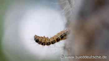 Gesundheit - Bonn - Kampf gegen Eichenprozessionsspinner: Städte besprühen Bäume - Gesundheit - Süddeutsche Zeitung - SZ.de