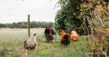 Beperkingszones rond vogelgriep opgeheven | Meulebeke | hln.be - Het Laatste Nieuws