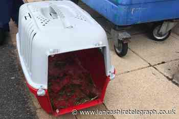 RSPCA appeal as three abandoned rabbits found dead on footpath