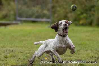 Lancashire Police looking for next generation of crime-fighting canines