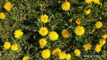 Fredericton encourages citizens to give lawn mowers the month of May off - CBC.ca