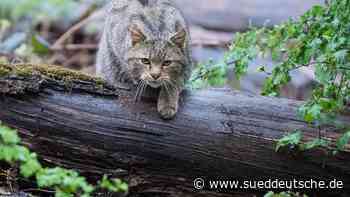 Experten warnen vor Mitnahme kleiner Katzen aus dem Wald - Süddeutsche Zeitung - SZ.de