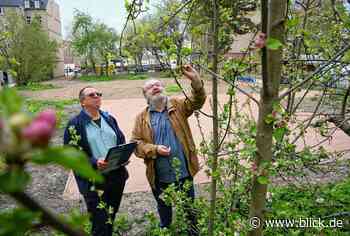 Der Sonnenberg wird grüner | blick.de - Chemnitz - Blick.de