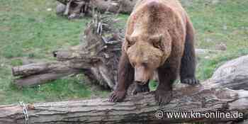 Seltene Aufnahme: Braunbär bei Garmisch-Partenkirchen gesichtet