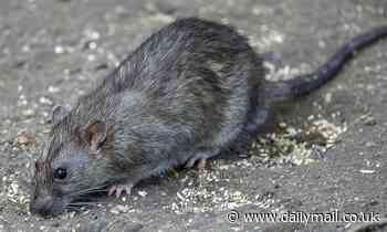 City rats DON'T seem harbour more human-infective viruses than their rural cousins, study finds