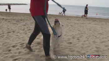 Caorle, una giornata dedicata ai "cani bagnino" - TGCOM