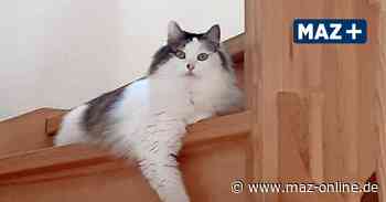 Rathenow: Famile aus Rathenow bangt um ihre spurlos verschwunde Katze Lilli - Märkische Allgemeine Zeitung