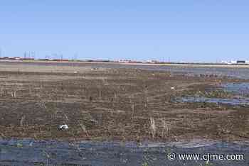 Avian flu crippling Saskatchewan's bird population - News Talk 980 CJME