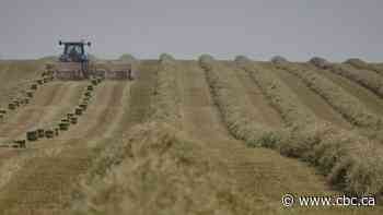 Scammers exploiting dire cattle feed situation in Alberta, says head of beef producers group