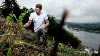Koepchenwerk Herdecke: Samstag kostenlos Weinberg erkunden - WP News