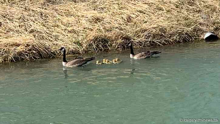 Calgary hangs in the 20s for a few days, rain this weekend