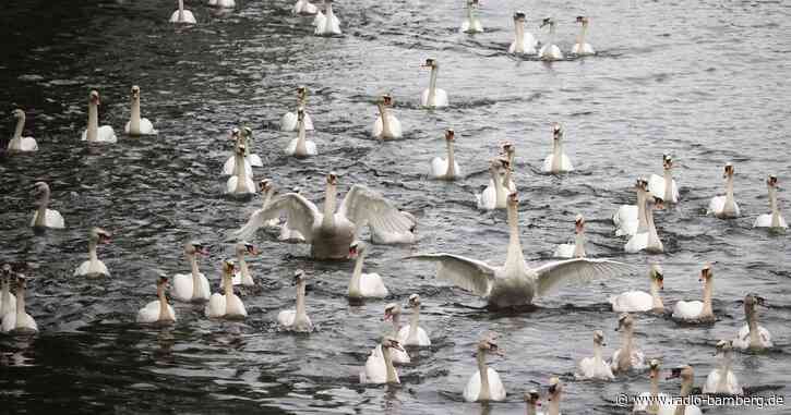 Alsterschwäne können wieder frei schwimmen