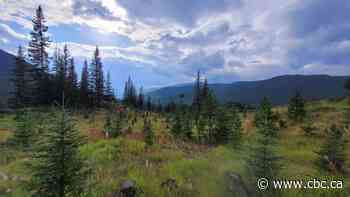 Changes to Alberta public lands management will weaken environmental protections, critics say