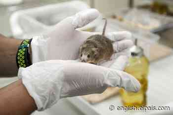 Airlines block the transport of lab animals worldwide - EL PAÍS in English