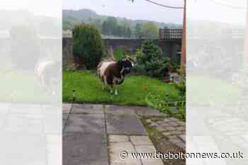 Bolton: Sheep on the loose causes mayhem - The Bolton News
