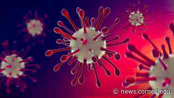 Dog coronavirus jumps to humans, with a protein shift | Cornell Chronicle - Cornell Chronicle