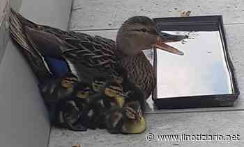 Saronno, spunta nido di papere sul balcone: salvate dall'Enpa - Il Notiziario