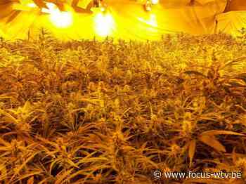 Cannabisplantages in Waregem en Dentergem, internationale drugsbende opgerold - Focus en WTV