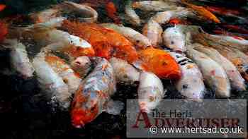 £8k of Koi carp stolen from Honeycross Road Hemel Hempstead - The Herts Advertiser