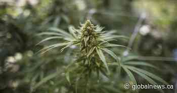 SGI, police remind drivers about Sask. zero tolerance policy with cannabis