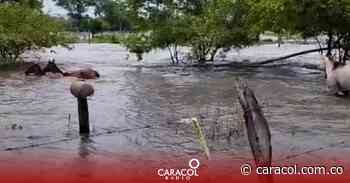 Animales en Puerto Wilches se están muriendo por inundaciones - Caracol Radio