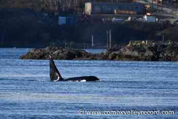 Added measures return to protect B.C.’s southern resident killer whales - Comox Valley Record