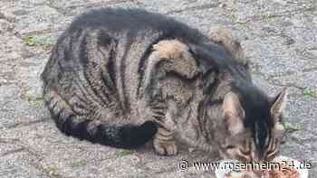 Nach Umzug in neues Haus: Kater Sami über vier Monate vermisst - Wie er seine Odyssee überlebte